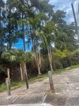 Path with trees Stock-Fotos