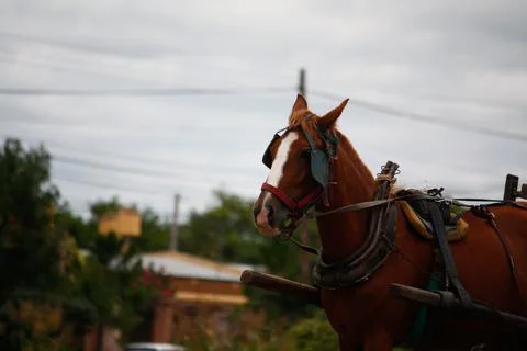 A path with trees on the side of a dirt road Stock Photos