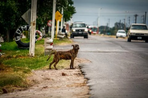 A path with trees on the side of a dirt road Stock Photos