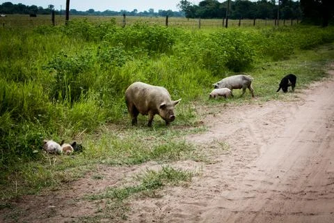 A path with trees on the side of a dirt road Stock Photos