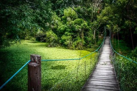 A path with trees on the side of a dirt road Stock Photos