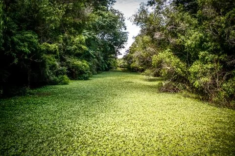 A path with trees on the side of a dirt road Stock Photos