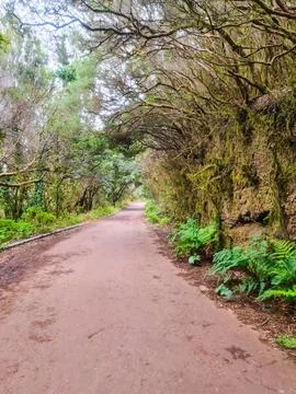 A path with trees on the side of a dirt road Stock Photos