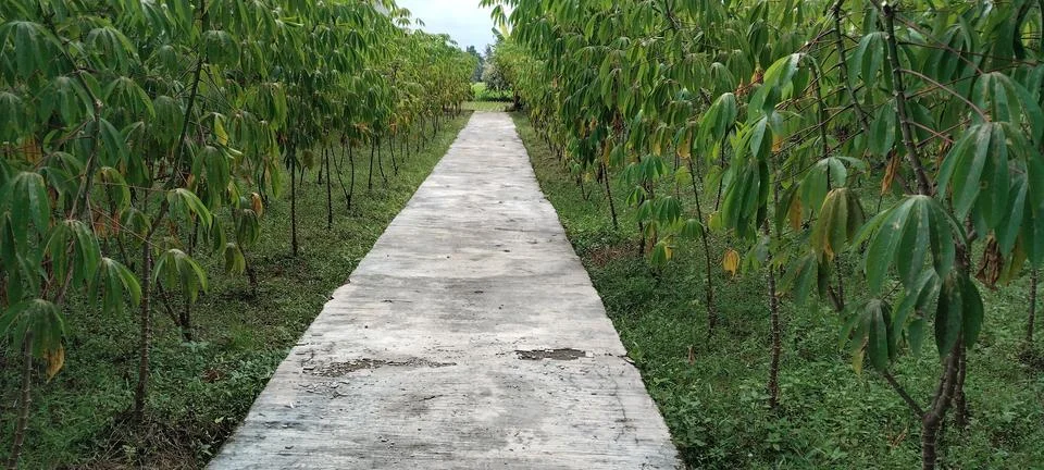 A path with trees on the side Stock Photos