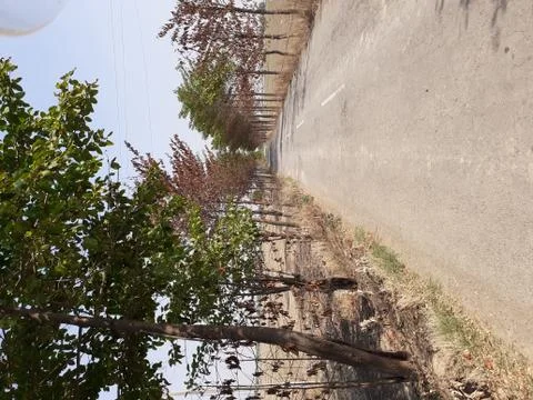 A path with trees on the side of a road Stock Photos