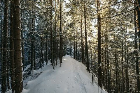A path with trees on the side of a snow covered forest Stock Photos