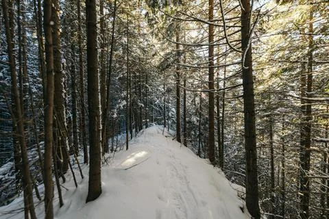 A path with trees on the side of a snow covered forest Stock Photos