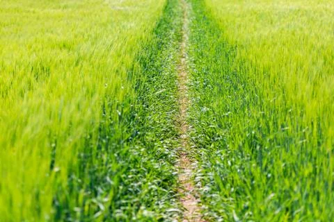 The path is trodden in the field Stock Photos