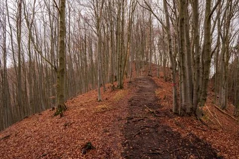 Path trodden in oak forest in autumn in mountains Stock Photos