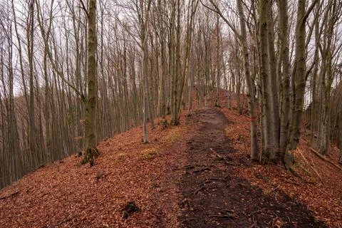 Path trodden in oak forest in autumn in mountains Stock Photos