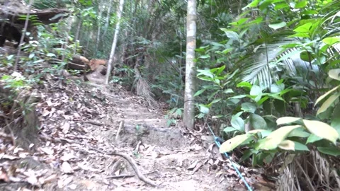 A path in the tropical forest and steps made of tree roots Stock Footage 327930139