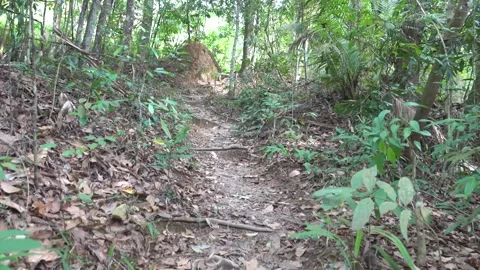 A path in the tropical forest and steps made of tree roots Stock Footage 327930497
