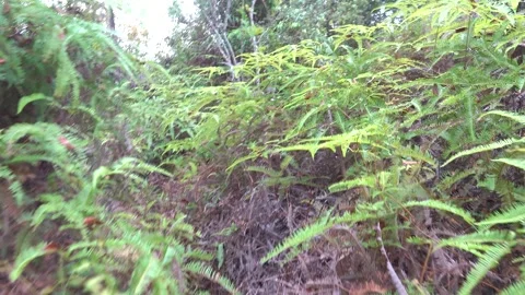 A path in the tropical forest and steps made of tree roots Stock Footage 328008031