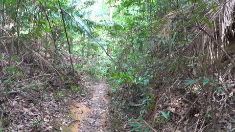 A path in the tropical forest and steps made of tree roots Stock Footage 328010195