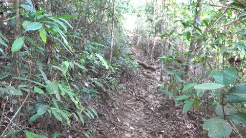 A path in the tropical forest and steps made of tree roots Stock Footage 328012337