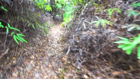 A path in the tropical forest and steps made of tree roots Stock Footage 328014723