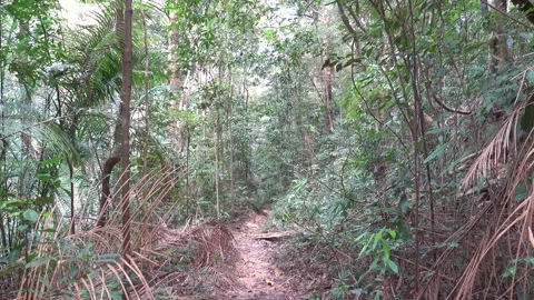 A path in the tropical forest and steps made of tree roots Stock Footage 331436473