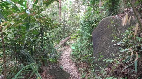 A path in the tropical forest and steps made of tree roots Stock Footage 331438027