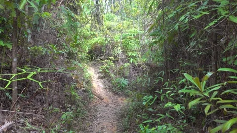 A path in the tropical forest and steps made of tree roots Stock Footage 331438172