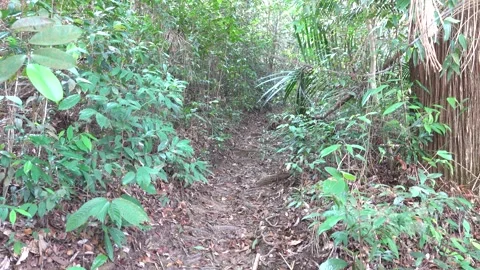 A path in the tropical forest and steps made of tree roots Stock Footage 331438825