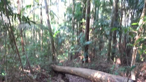 A path in the tropical forest and steps made of tree roots Stock Footage 333300521