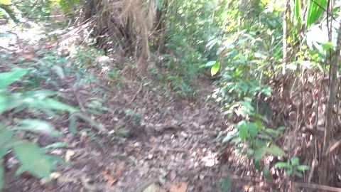 A path in the tropical forest and steps made of tree roots Stock Footage 333305134