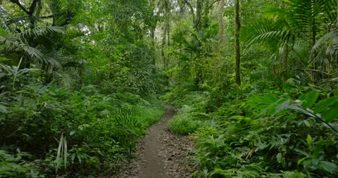 Path in the tropical forest in Bali. Nature background of a rainforest. Stockbeeldmateriaal 276395319
