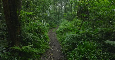 Path in the tropical forest in Bali. Nature background of a rainforest. Stock Footage 276395479