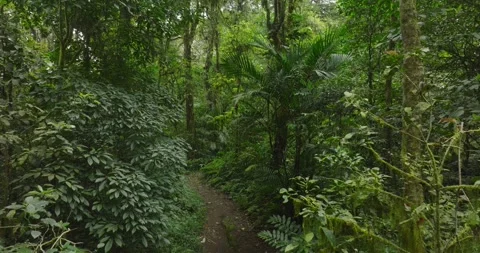 Path in the tropical forest in Bali. Nature background of a rainforest. Stock Footage 276399094