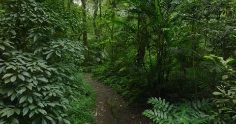 Path in the tropical forest in Bali. Nature background of a rainforest. Stock Footage 276596675