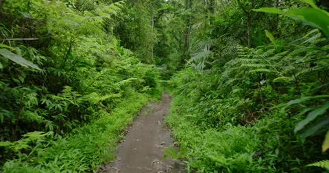 Path in the tropical forest in Bali. Nature background of a rainforest. Stock Footage 276718609