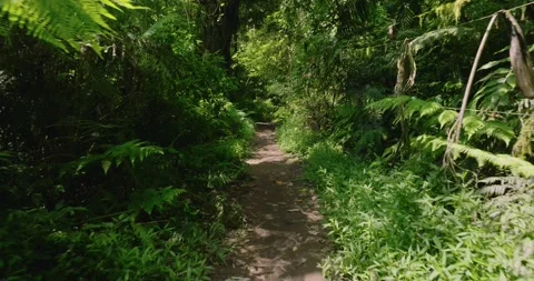 Path in the tropical forest in Bali. Nature background of a rainforest. Stock Footage 276735046