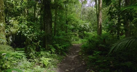 Path in the tropical forest in Bali. Nature background of a rainforest. Stock Footage 276735148