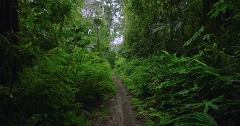 Path in the tropical forest in Bali. Nature background of a rainforest. Stock Footage 276735249