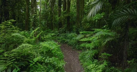 Path in the tropical forest in Bali. Nature background of a rainforest. Stock Footage 276908720