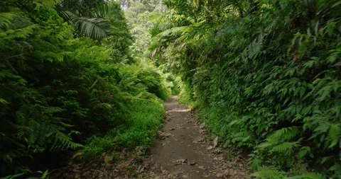 Path in the tropical forest in Bali. Nature background of a rainforest. Stock Footage 276911371