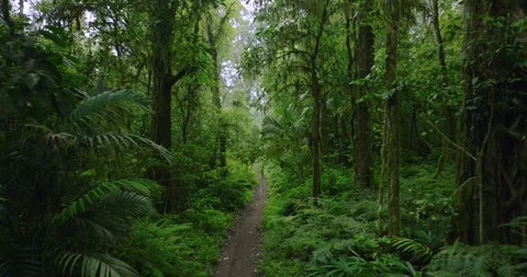 Path in the tropical forest in Bali. Nature background of a rainforest. Stock Footage 276965089