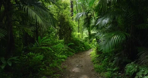 Path in the tropical forest in Bali. Nature background of a rainforest. Stock Footage 276965518