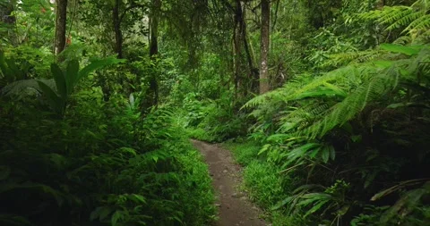 Path in the tropical forest in Bali. Nature background of a rainforest. Stock Footage 276965562