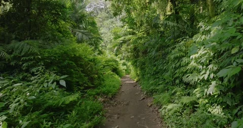 Path in the tropical forest in Bali. Nature background of a rainforest. Stock Footage 276965964