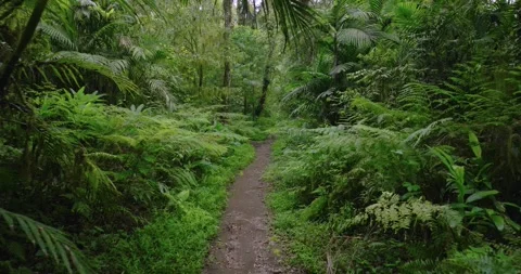 Path in the tropical forest in Bali. Nature background of a rainforest. Видео 277028120