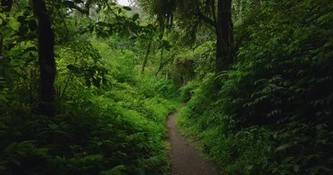Path in the tropical forest in Bali. Nature background of a rainforest. Stockbeeldmateriaal 277028250