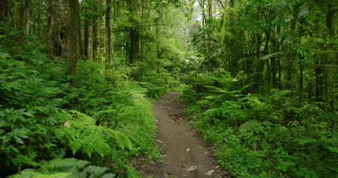Path in the tropical forest in Bali. Nature background of a rainforest. Stock Footage 277028653