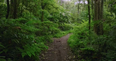 Path in the tropical forest in Bali. Nature background of a rainforest. Видео 277114314