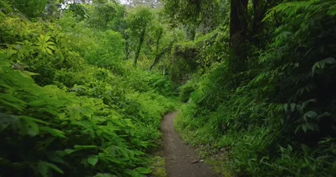 Path in the tropical forest in Bali. Nature background of a rainforest. Stock Footage 277114527