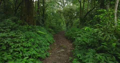 Path in the tropical forest in Bali. Nature background of a rainforest. Stock Footage 277211240