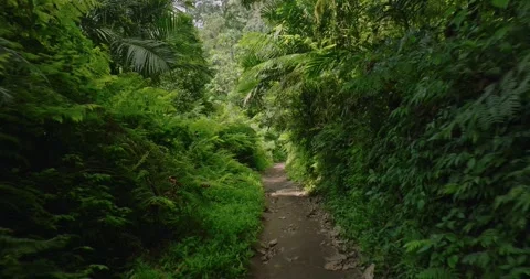 Path in the tropical forest in Bali. Nature background of a rainforest. Stock Footage 277560040