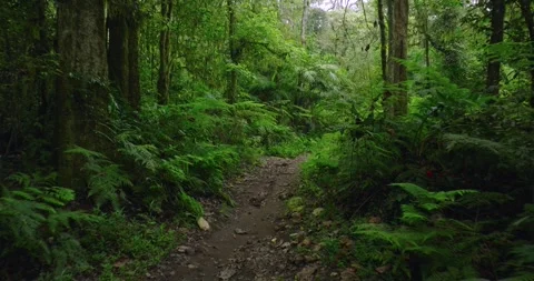 Path in the tropical forest in Bali. Nature background of a rainforest. Stock Footage 277560200