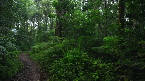 Path in the tropical forest in Bali. Nature background of a rainforest. Stock Footage 278348184