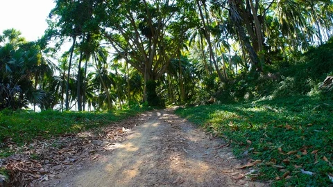 Path in the tropical forest Stock Footage 97357219